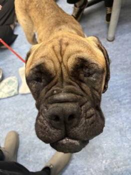 Lorraine Gibson -  Mastiff Dog for Adoption in Charleston, South Carolina - Lorraine Gibson | PetCurious