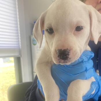 Mixed Breed Dogs Available for Adoption in Chapel Hill, North Carolina - Billie | PetCurious