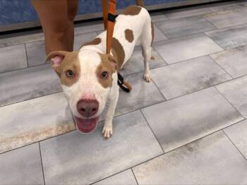 A1270491 -  Mixed Breed Dog for Adoption in Charlotte, North Carolina - A1270491 | PetCurious