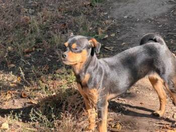 Athena -  Chihuahua Dog for Adoption in Fort Collins, Colorado - Athena | PetCurious