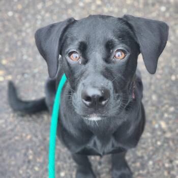 Breezy -  Black Labrador Retriever Dog for Adoption in Fenton, Michigan - Breezy | PetCurious