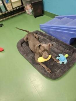 Rita -  Pit Bull Terrier and Mixed Breed Dog for Adoption in Westland, Michigan - Rita | PetCurious