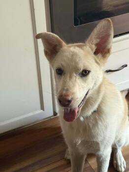 Rescue White German Shepherd Dogs for Adoption in Londonderry, New Hampshire - Jace | PetCurious