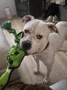 Pit Bull Terrier and Mixed Breed Dogs Available for Adoption in Kansas City, Missouri - Libra | PetCurious