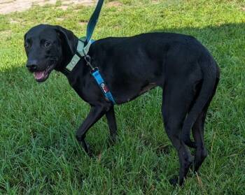 Missy-1/2 off Adoption Fee Special! -  Labrador Retriever and Terrier Dog for Adoption in Fort Myers, Florida - Missy-1/2 Off Adoption Fee Special! | PetCurious