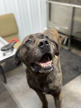 Mastiff Dogs Available for Adoption in Munfordville, Kentucky - Hulk | PetCurious