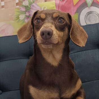 Izzy -  Dachshund Dog Available for Adoption in Normal, Illinois - Izzy | PetCurious