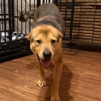 Sherman -  Shepherd and Shar Pei Dog for Adoption in Ennis, Texas - Sherman | PetCurious