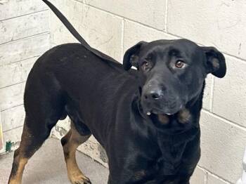 SAM -  Labrador Retriever and Mixed Breed Dog for Adoption in San Bernardino, California - SAM | PetCurious