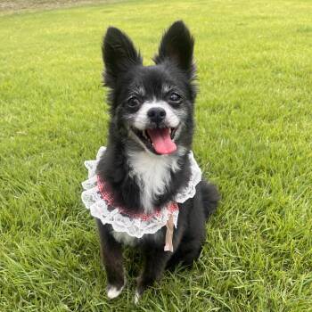 Autumn (Gaeul)" -  Pomeranian Dog for Adoption in Springfield, Virginia - Autumn (Gaeul)" | PetCurious