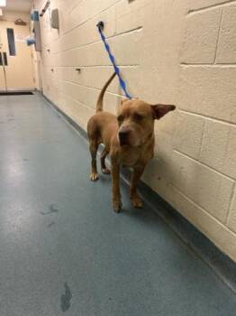 JUPITER -  Mixed Breed Dog for Adoption in West Palm Beach, Florida - JUPITER | PetCurious