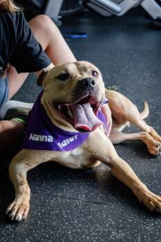 Bambi -  Pit Bull Terrier Dog for Adoption in Frankfort, New York - Bambi | PetCurious