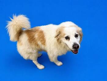 SIDNEY -  Australian Shepherd and Mixed Breed Dog for Adoption in Doral, Florida - SIDNEY | PetCurious