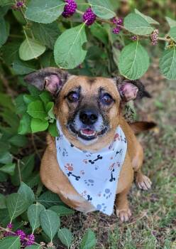 Allie -  Dachshund and Chihuahua Dog for Adoption in Vernon, Texas - Allie | PetCurious
