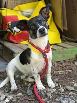 Rascal -  Parson Russell Terrier and Mixed Breed Dog for Adoption in Malvern, Pennsylvania - Rascal | PetCurious
