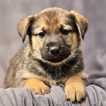 Shepherd and Boxer Dogs Available for Adoption in San Diego, California - Chicago Pup - Ramblers | PetCurious