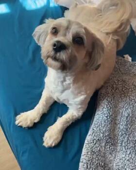 Lhasa Apso Dogs Available for Adoption - Falcor | PetCurious