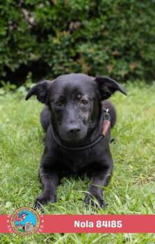 Nola -  Mixed Breed Dog for Adoption in Mobile, Alabama - Nola | PetCurious