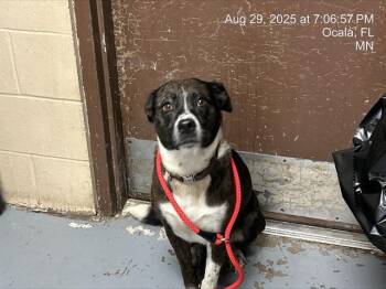 Rescue Border Collie and Mixed Breed Dogs for Adoption in Ocala, Florida - NAOMI | PetCurious