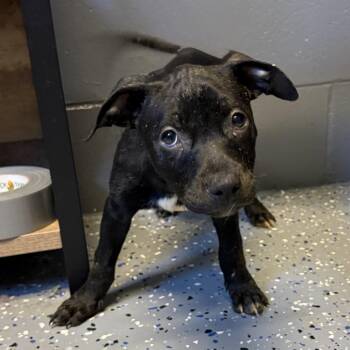 Velvet -  Pit Bull Terrier and Mixed Breed Dog for Adoption in Tuscaloosa, Alabama - Velvet | PetCurious