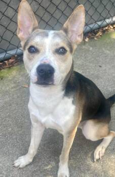 Rudy -  German Shepherd Dog Dog for Adoption in Chicago, Illinois - Rudy | PetCurious