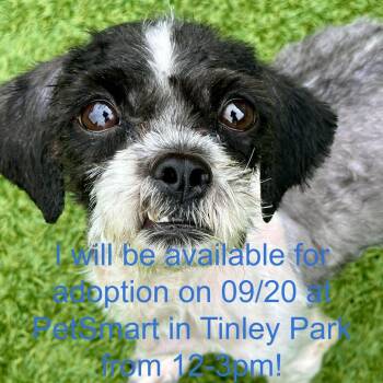 Bibi -  Mixed Breed and Shih Tzu Dog for Adoption in Matteson, Illinois - Bibi | PetCurious
