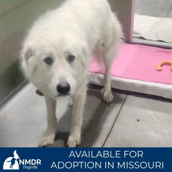 Nola - Missouri JN26-48 -  Great Pyrenees Dog for Adoption in Peyton, Colorado - Nola - Missouri JN26-48 | PetCurious