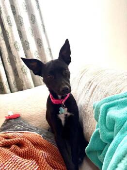 Rescue Feist Dogs for Adoption in Statesboro, Georgia - Marley | PetCurious