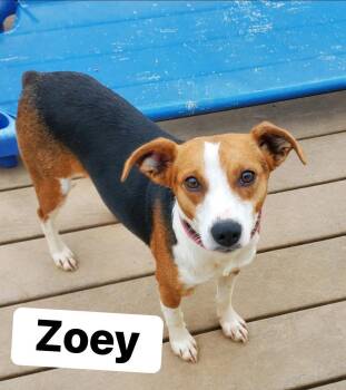 Beagle and Jack Russell Terrier Dogs Available for Adoption in Lexington, Kentucky - Zoey | PetCurious