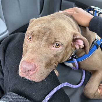 Rex -  Pit Bull Terrier Dog for Adoption in Columbia, South Carolina - Rex | PetCurious
