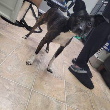 Rat Terrier and Mixed Breed Dogs Available for Adoption in Frankfort, Kentucky - Simba 5661 D | PetCurious