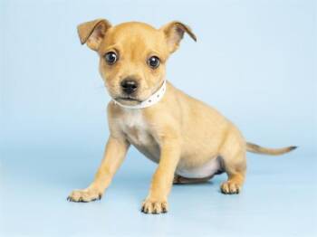 ANNIE -  Chihuahua and Mixed Breed Dog for Adoption in Phoenix, Arizona - ANNIE | PetCurious