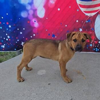SARABI -  Rottweiler and Mixed Breed Dog for Adoption in Wylie, Texas - SARABI | PetCurious