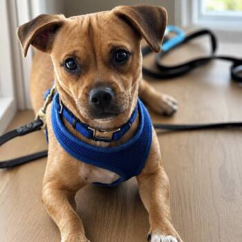 Toby -  Chihuahua and Pug Dog for Adoption in Cedar Park, Texas - Toby | PetCurious