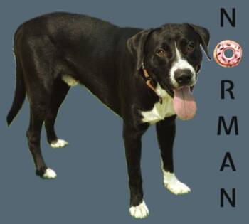 NORMAN -  Labrador Retriever and Mixed Breed Dog for Adoption in Sarasota, Florida - NORMAN | PetCurious