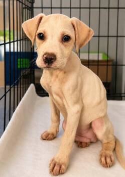 Luke Seagraves -  Labrador Retriever and Terrier Dog for Adoption in El Dorado, Arkansas - Luke Seagraves | PetCurious