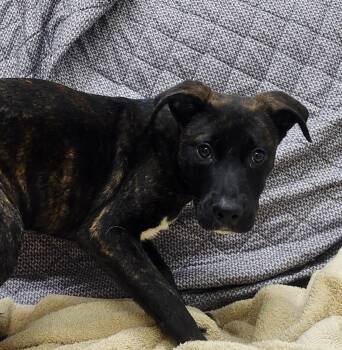 Rescue Labrador Retriever Dogs for Adoption in Little Rock, Arkansas - Crispin | PetCurious