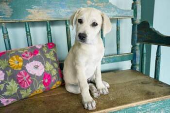 Anatolian Shepherd and Labrador Retriever Dogs Available for Adoption in San Antonio, Texas - Ruby | PetCurious