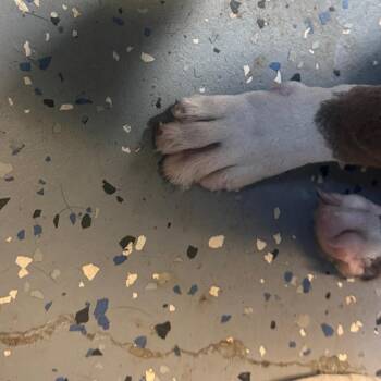 TUSC-Stray-85308 -  Pit Bull Terrier and Mixed Breed Dog for Adoption in Tuscaloosa, Alabama - TUSC-Stray-85308 | PetCurious