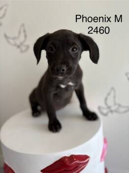 Rescue Chihuahua Dogs for Adoption in Los Angeles, California - Phoenix #2460 | PetCurious