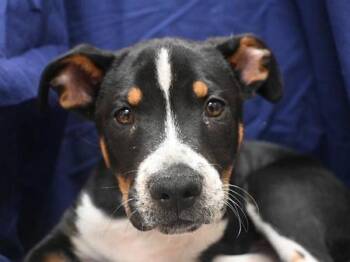 Jelly Bean -  Border Collie and Pit Bull Terrier Dog for Adoption in Portland, Oregon - Jelly Bean | PetCurious