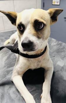 Oliver -  Chihuahua and Rat Terrier Dog for Adoption in Boston, Massachusetts - Oliver | PetCurious