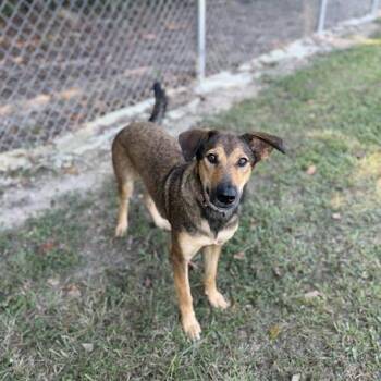 Cover Girl -  Carolina Dog and Mixed Breed Dog for Adoption in Carencro, Louisiana - Cover Girl | PetCurious
