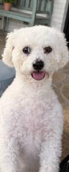 Raine -  Bichon Frise Dog for Adoption in Monroeville, Pennsylvania - Raine | PetCurious