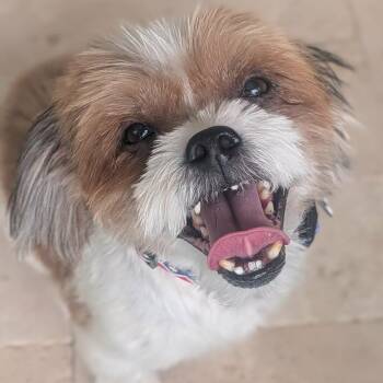 TREX -  Shih Tzu Dog for Adoption in Marana, Arizona - TREX | PetCurious