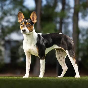 Rita -  Jack Russell Terrier and Mixed Breed Dog for Adoption in Jupiter, Florida - Rita | PetCurious