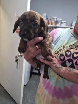 Cassie -  Terrier and Poodle Dog for Adoption in Morristown, Tennessee - Cassie | PetCurious
