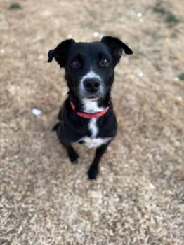 Retriever Dogs Available for Adoption - Pepper (fostered In Texas- Available For Transport) | PetCurious