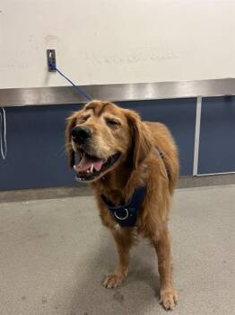 IKE -  Golden Retriever Dog for Adoption in Doral, Florida - IKE | PetCurious