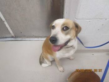 (57) -  Hound Dog for Adoption in Marietta, Georgia - (57) | PetCurious